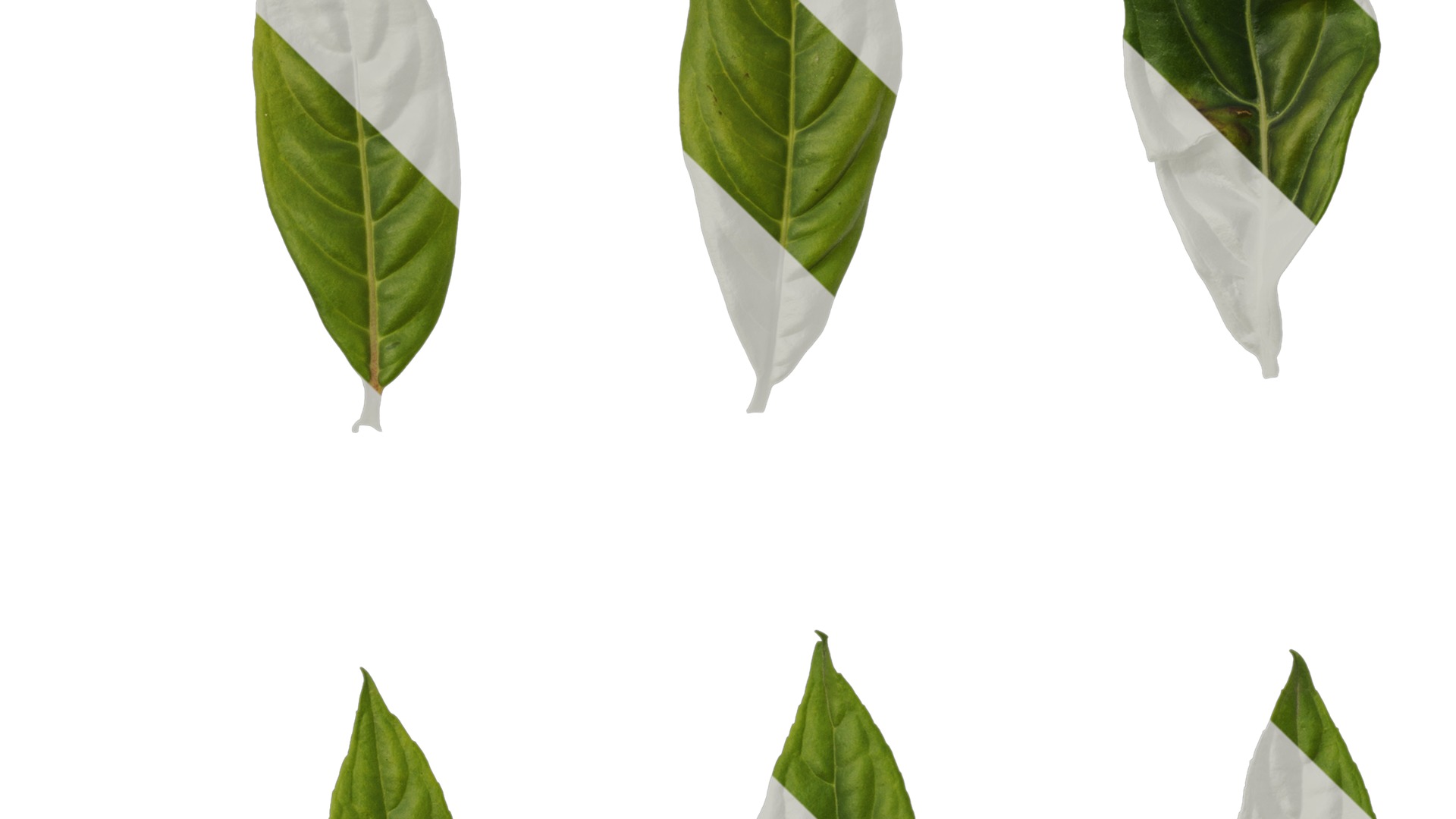 Anydrafts Hydrangea macrophylla Leaf 04 Texture_5