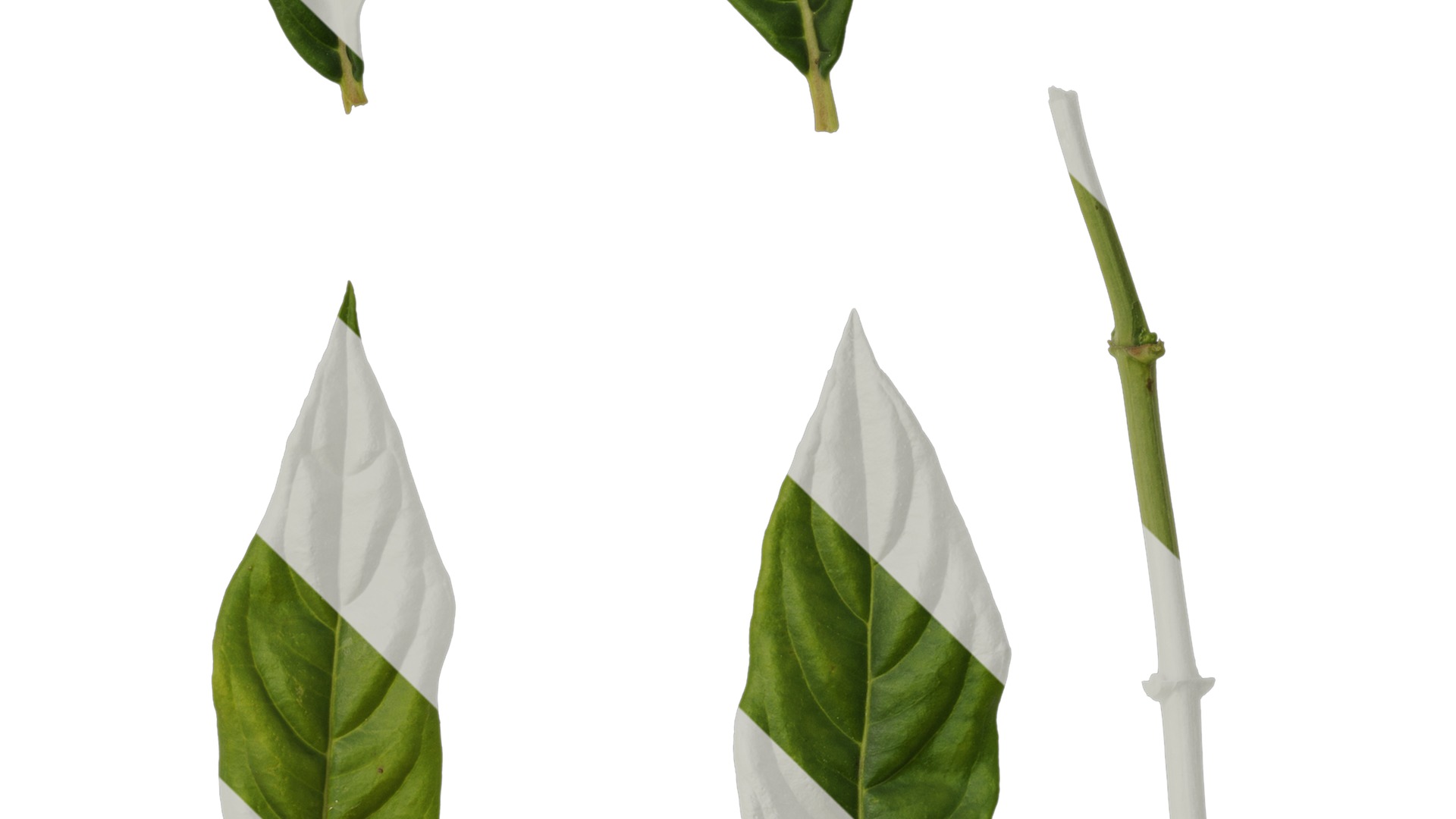 Anydrafts Hydrangea macrophylla Leaf 04 Texture_4