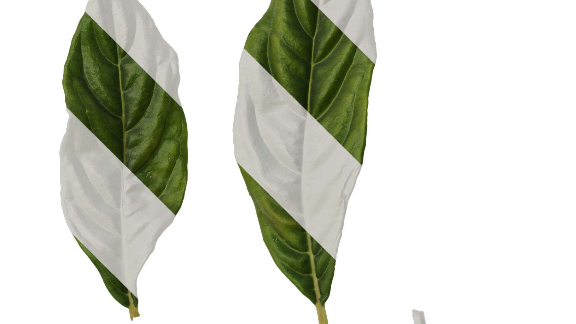 Anydrafts Hydrangea macrophylla Leaf 04 Texture_2