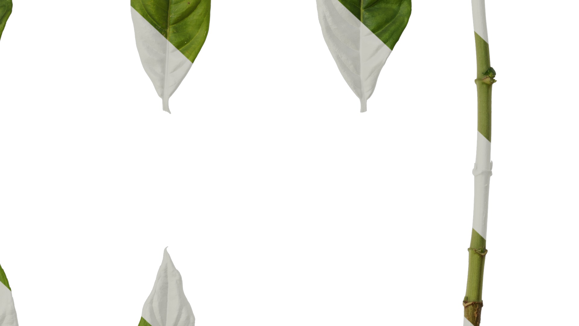 Anydrafts Hydrangea macrophylla Leaf 04 Texture_6