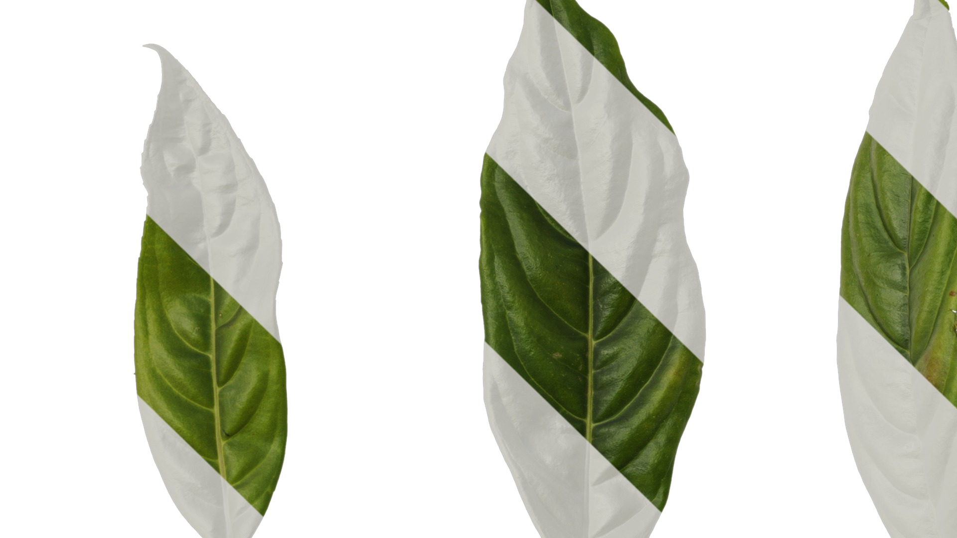 Anydrafts Hydrangea macrophylla Leaf 04 Texture_1