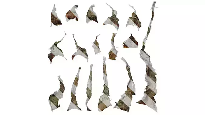 Anydrafts Musella lasiocarpa Leaf 03