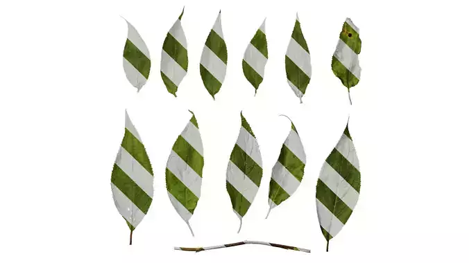 Anydrafts Hydrangea macrophylla Leaf 05