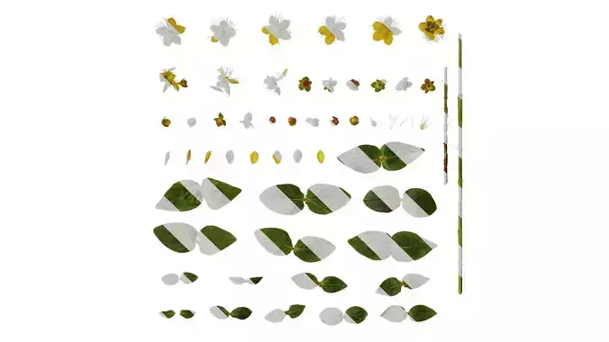 Anydrafts Hypericum excellent flair Atlas 01