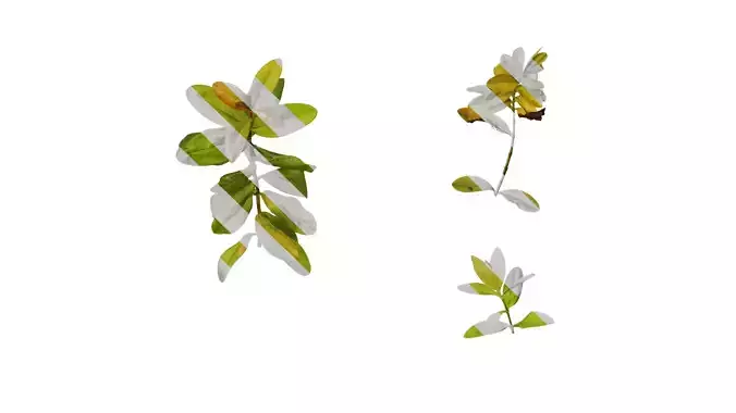 Anydrafts Hypericum hypericum brigadoon Atlas 01