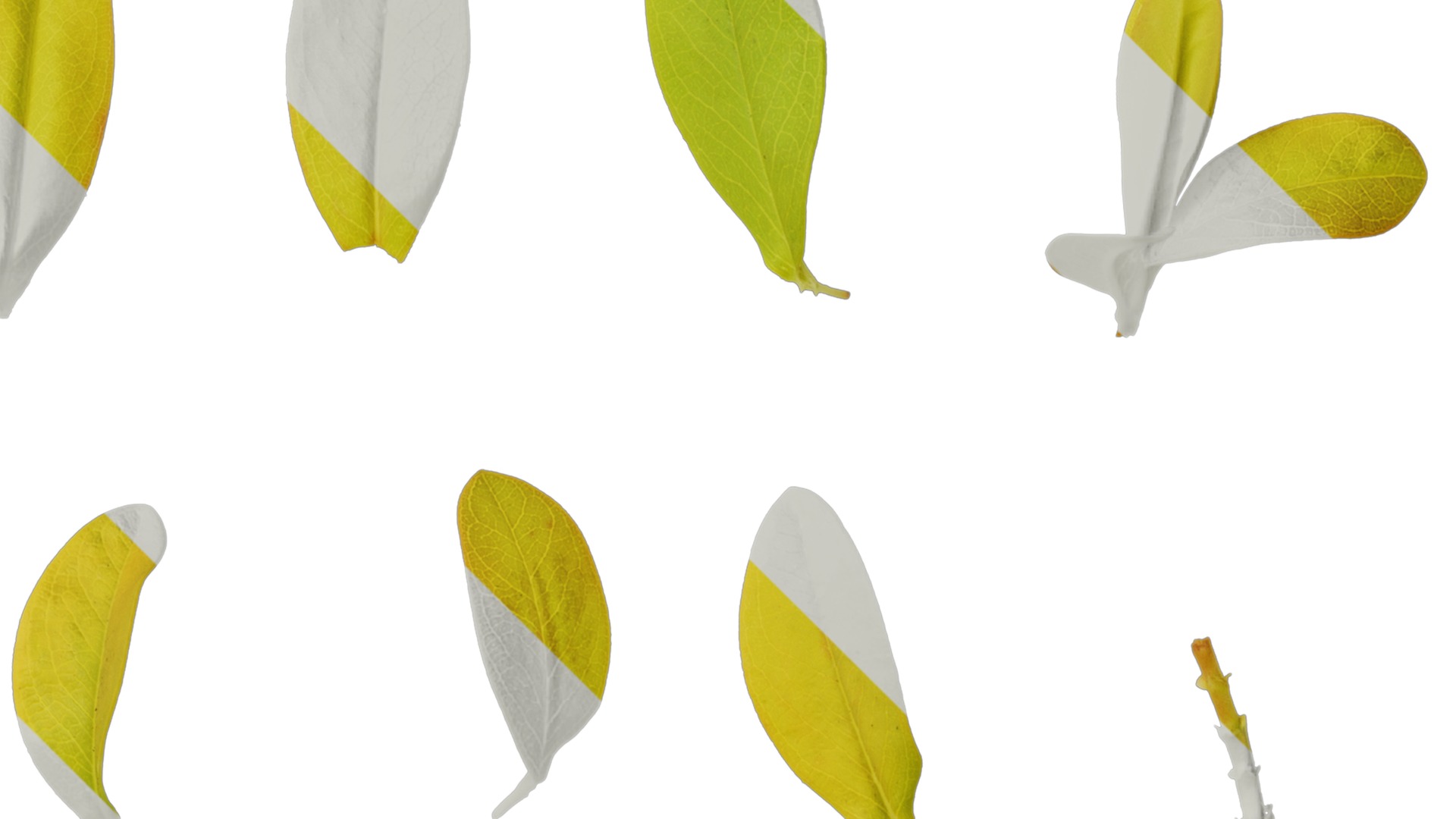 Anydrafts Hypericum hypericum brigadoon Leaf 01 Texture_2