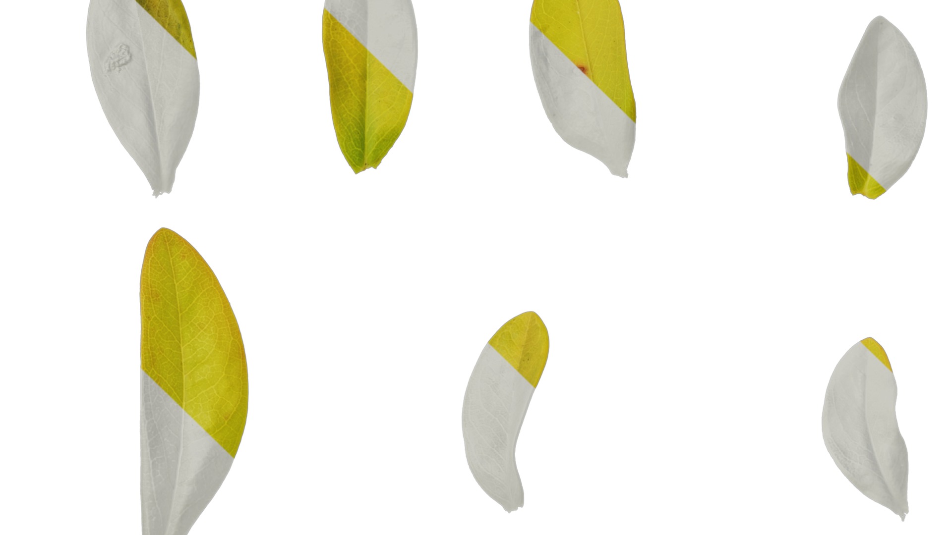 Anydrafts Hypericum hypericum brigadoon Leaf 01 Texture_3