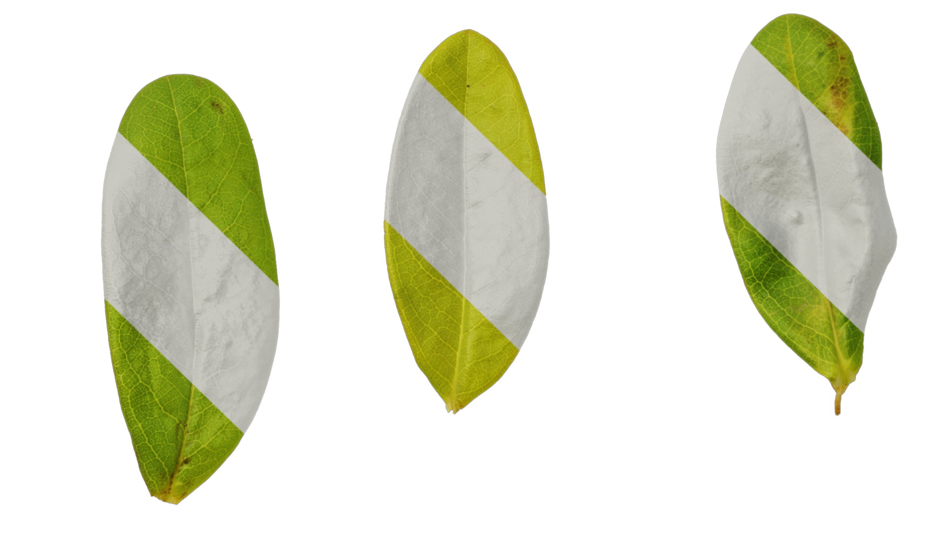 Anydrafts Hypericum hypericum brigadoon Leaf 01 Texture_5