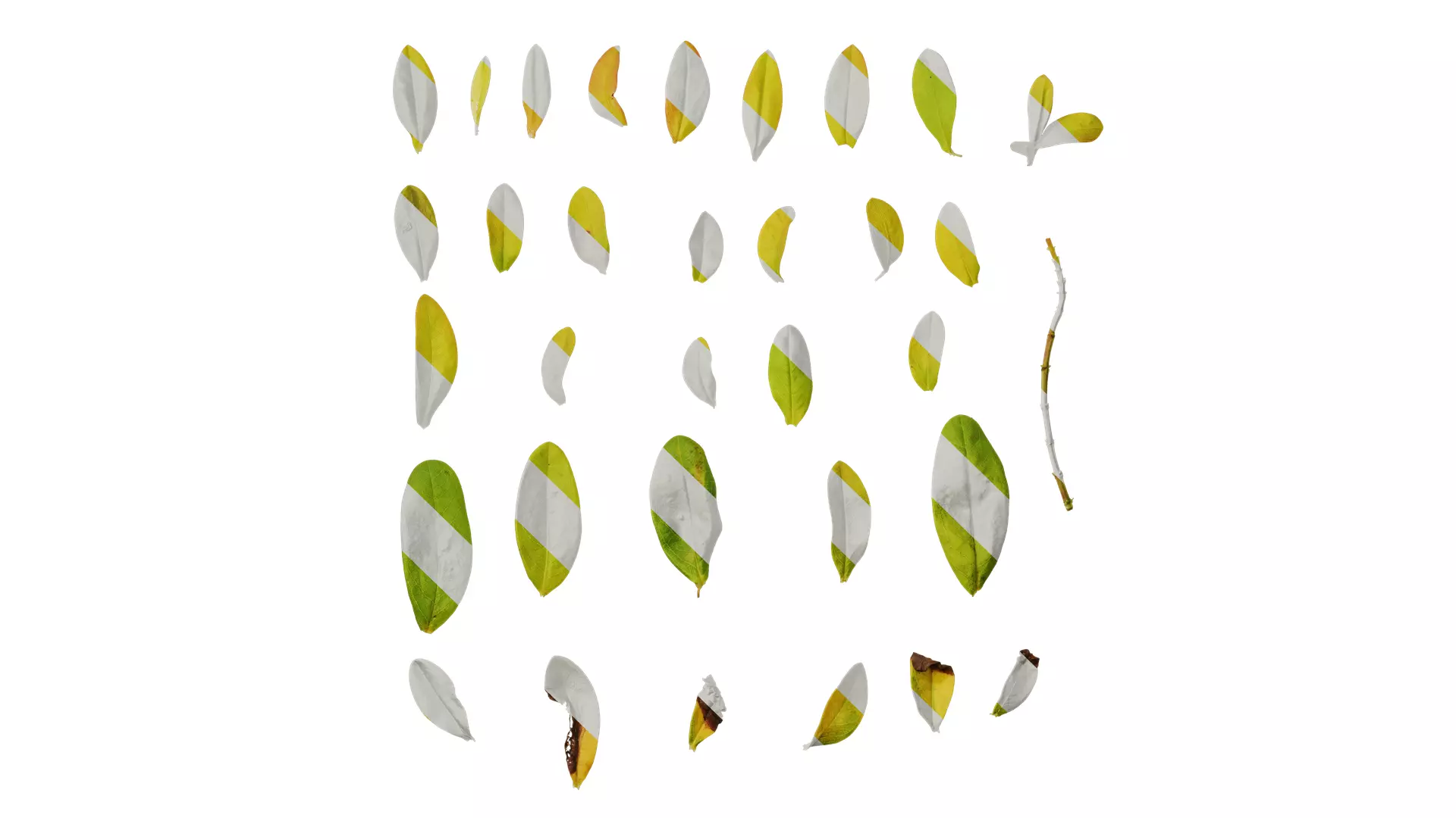 Anydrafts Hypericum hypericum brigadoon Leaf 01 Texture_0