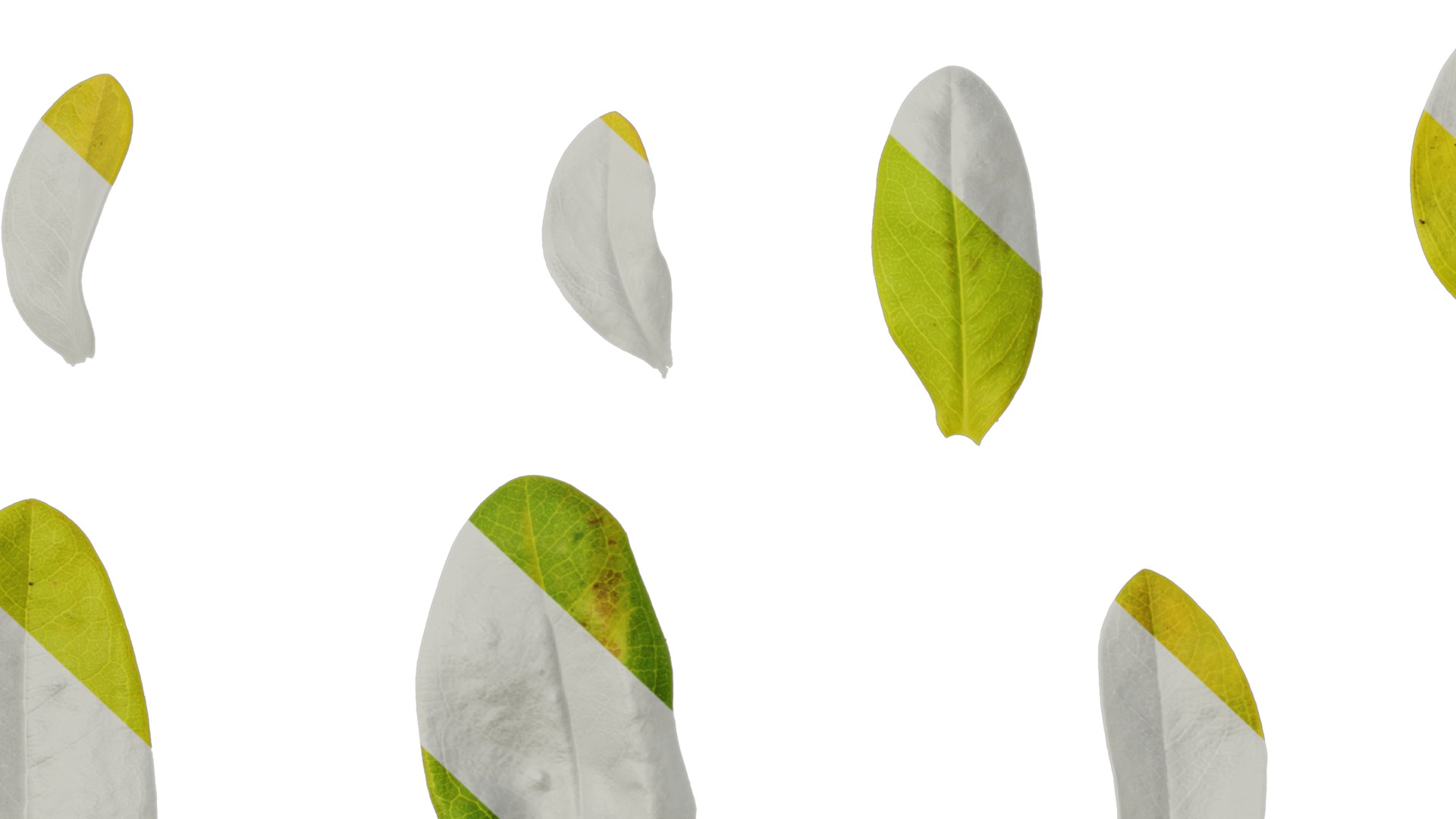 Anydrafts Hypericum hypericum brigadoon Leaf 01 Texture_7