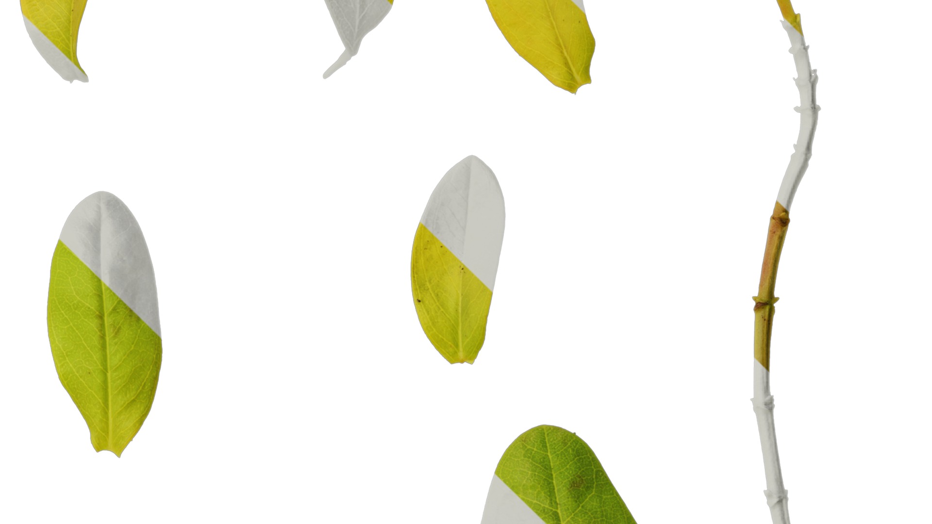 Anydrafts Hypericum hypericum brigadoon Leaf 01 Texture_4