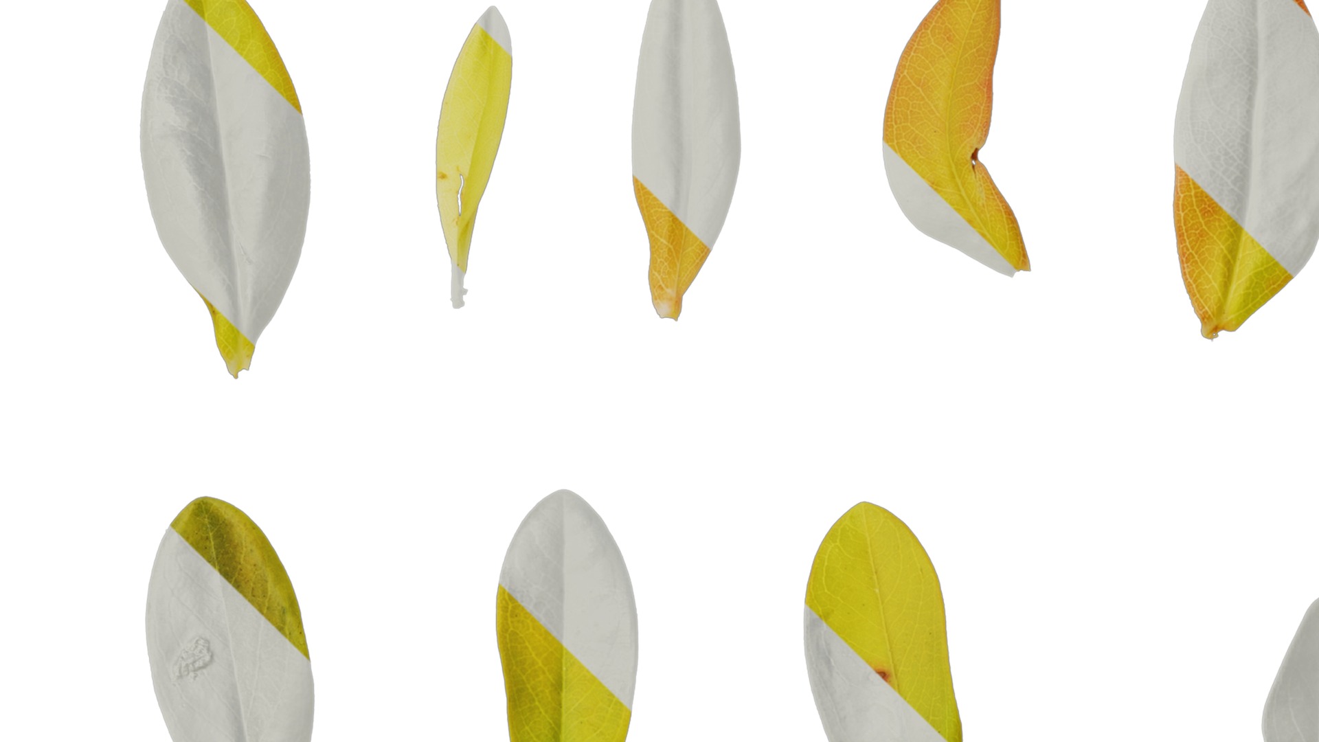 Anydrafts Hypericum hypericum brigadoon Leaf 01 Texture_1