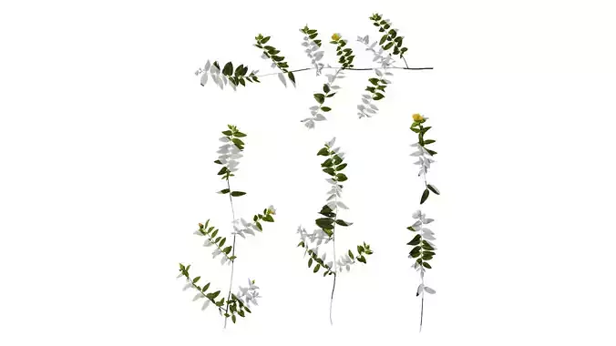 Anydrafts Hypericum patulum Atlas 06