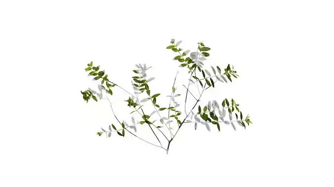 Anydrafts Hypericum patulum Atlas 07