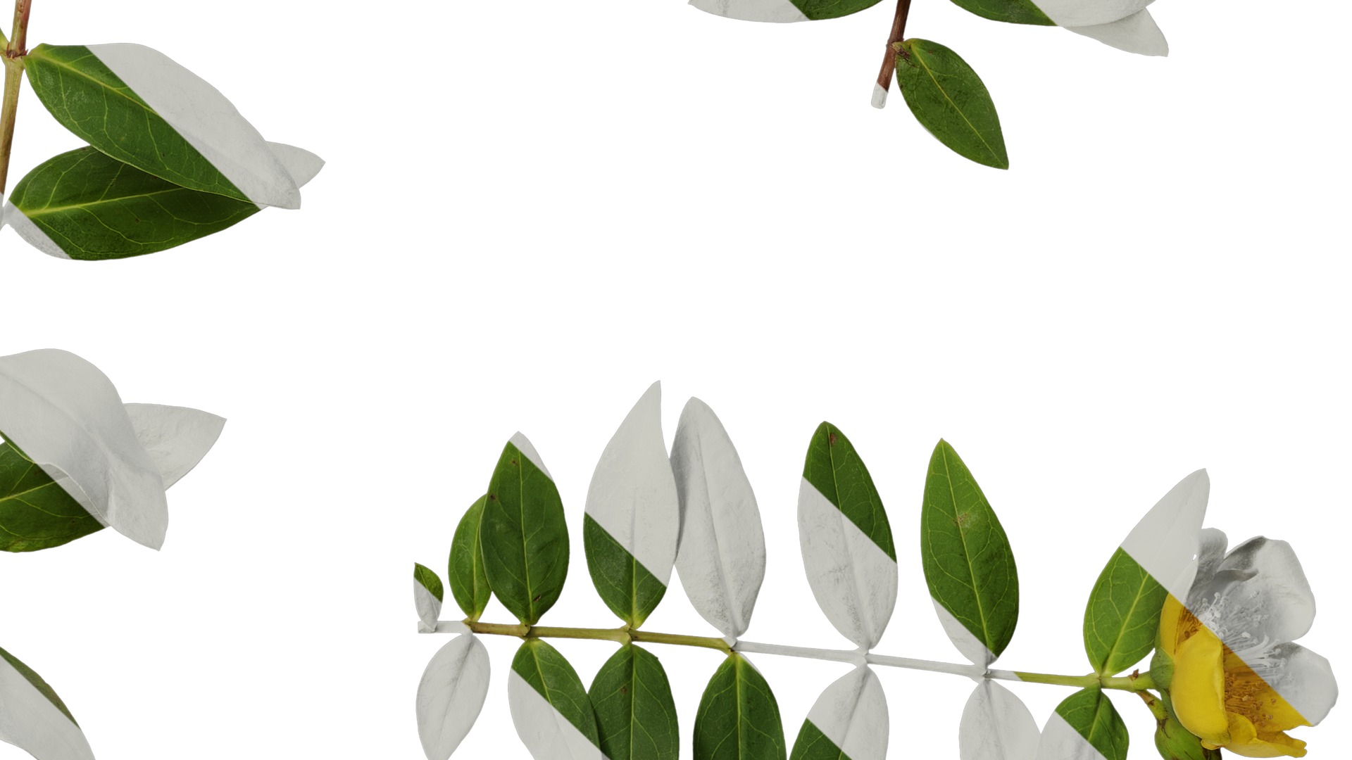 Anydrafts Hypericum patulum Atlas 09 Texture_6