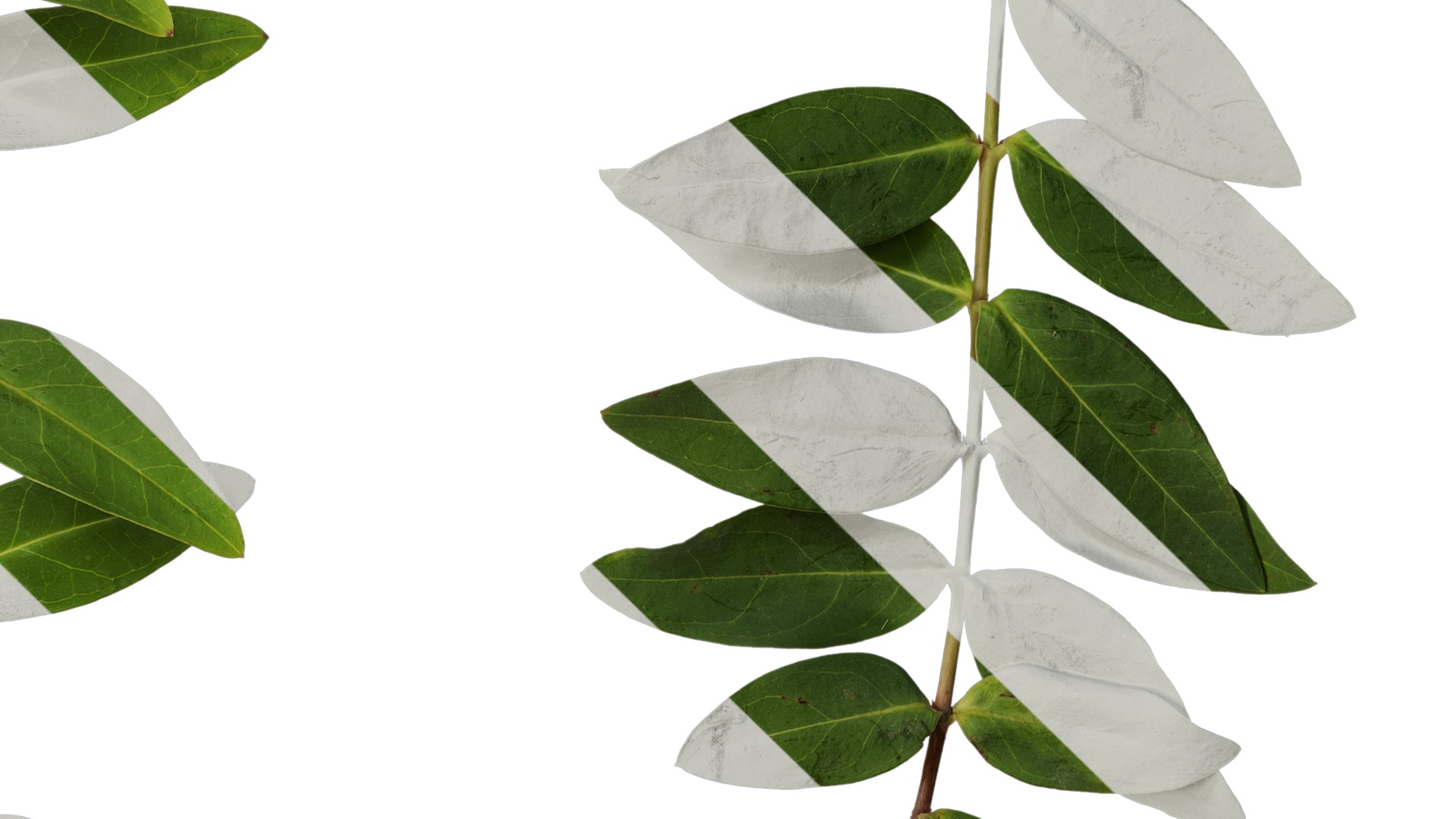 Anydrafts Hypericum patulum Atlas 09 Texture_4