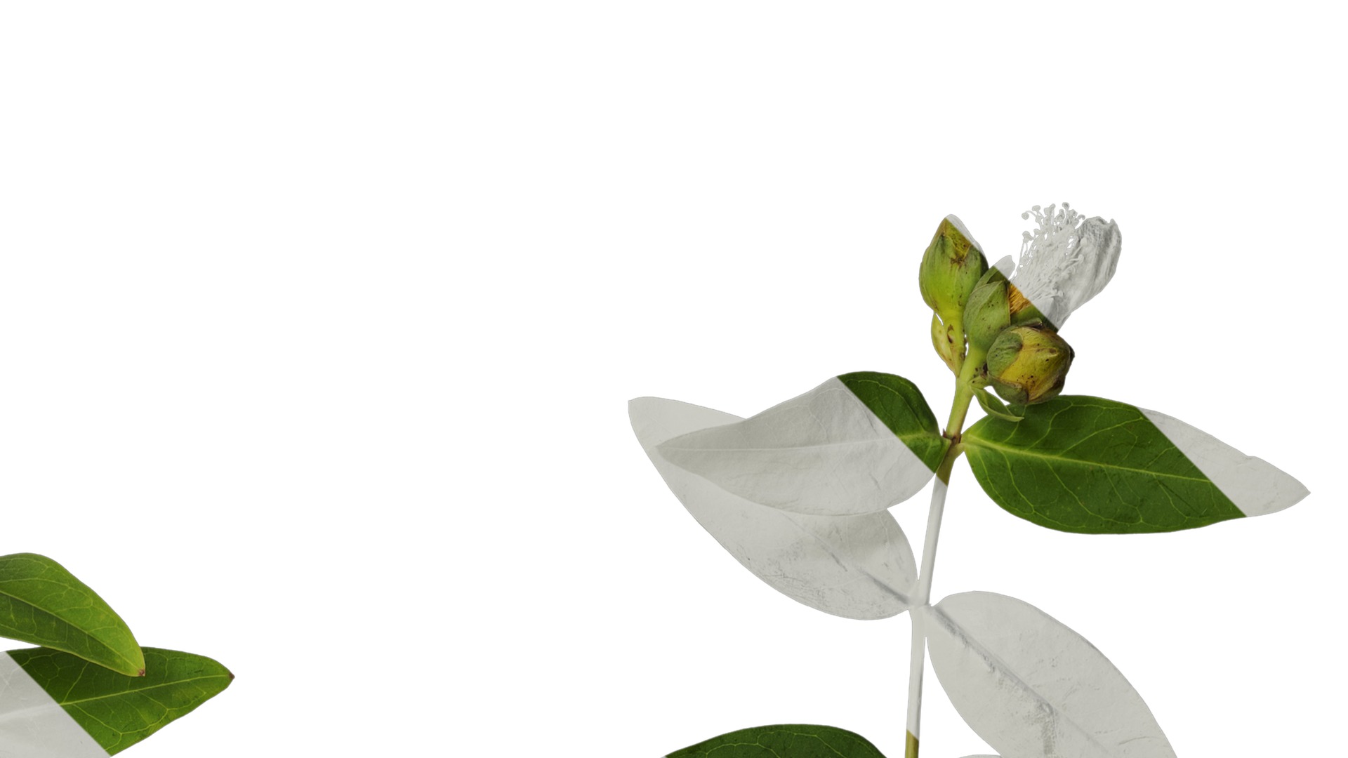 Anydrafts Hypericum patulum Atlas 09 Texture_2