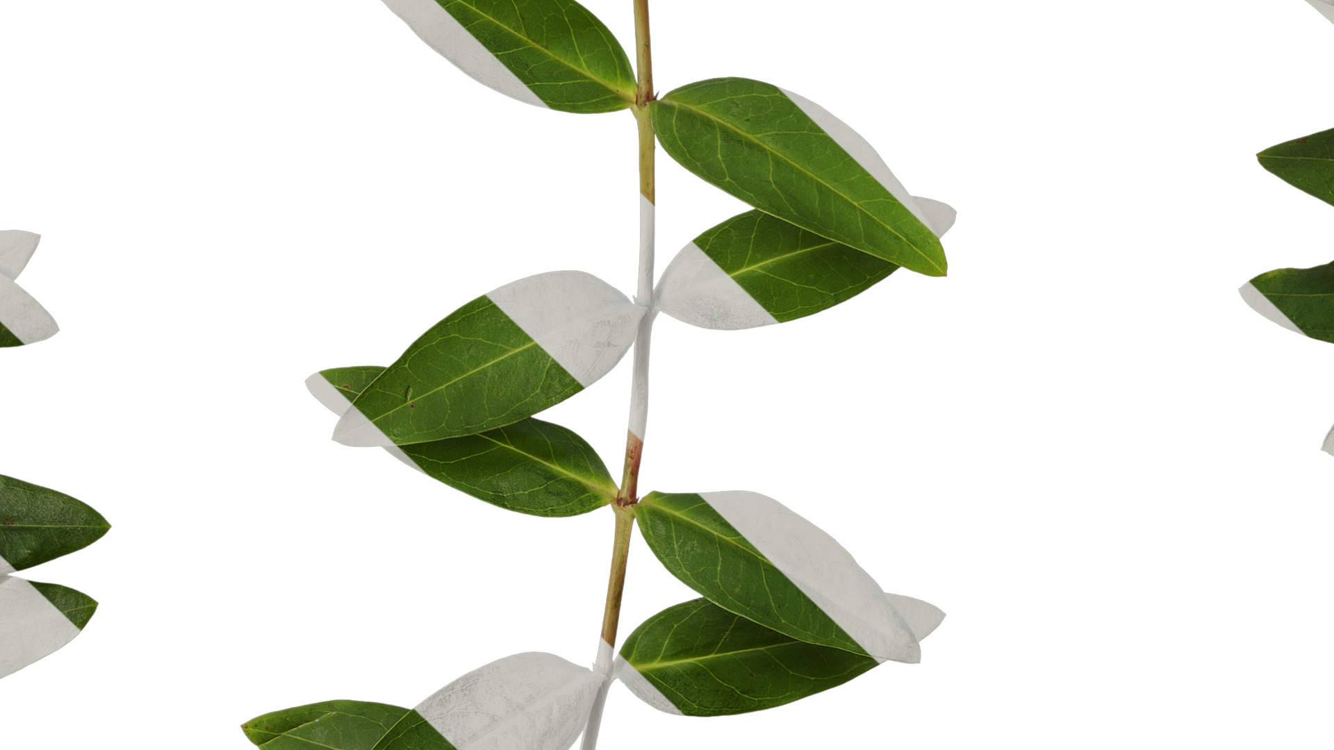 Anydrafts Hypericum patulum Atlas 09 Texture_7