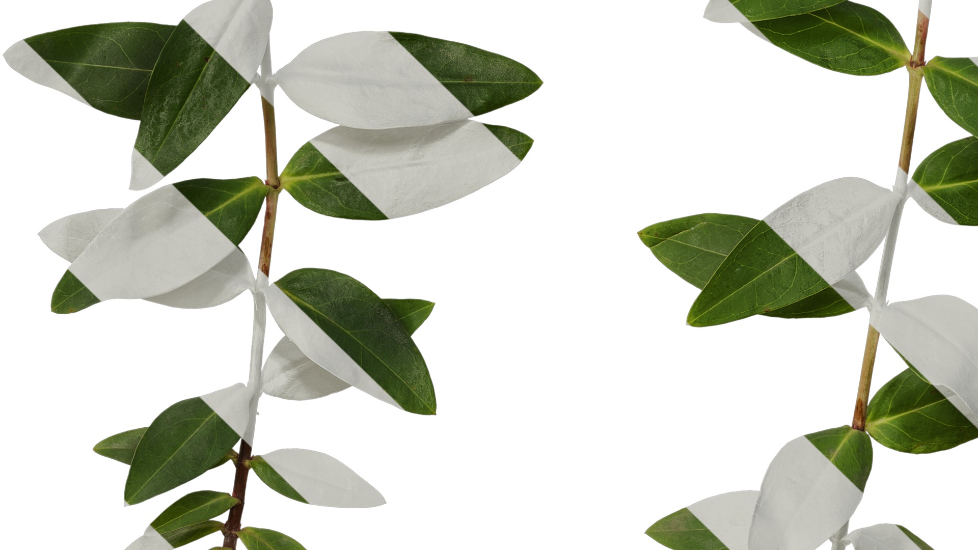 Anydrafts Hypericum patulum Atlas 09 Texture_5