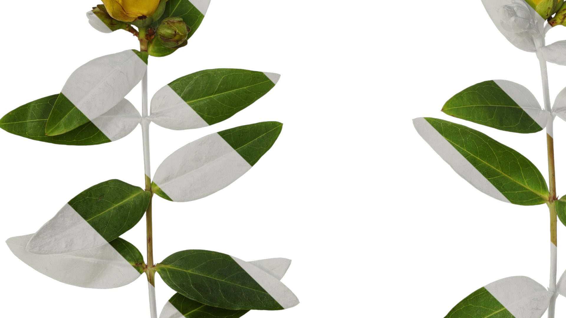 Anydrafts Hypericum patulum Atlas 09 Texture_3