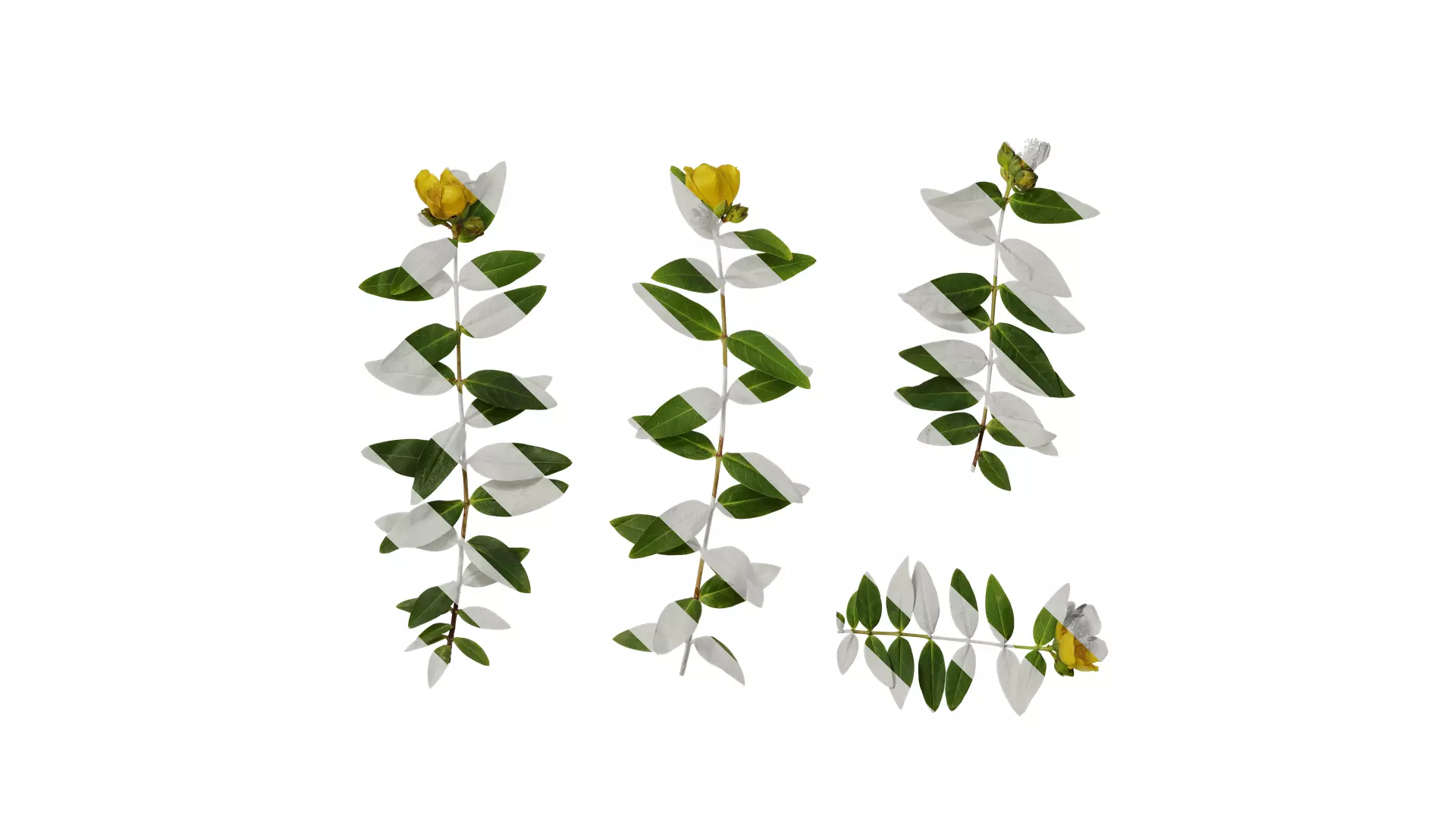 Anydrafts Hypericum patulum Atlas 09 Texture_0