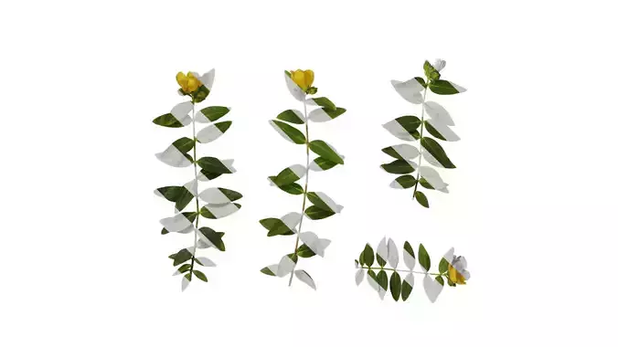 Anydrafts Hypericum patulum Atlas 09