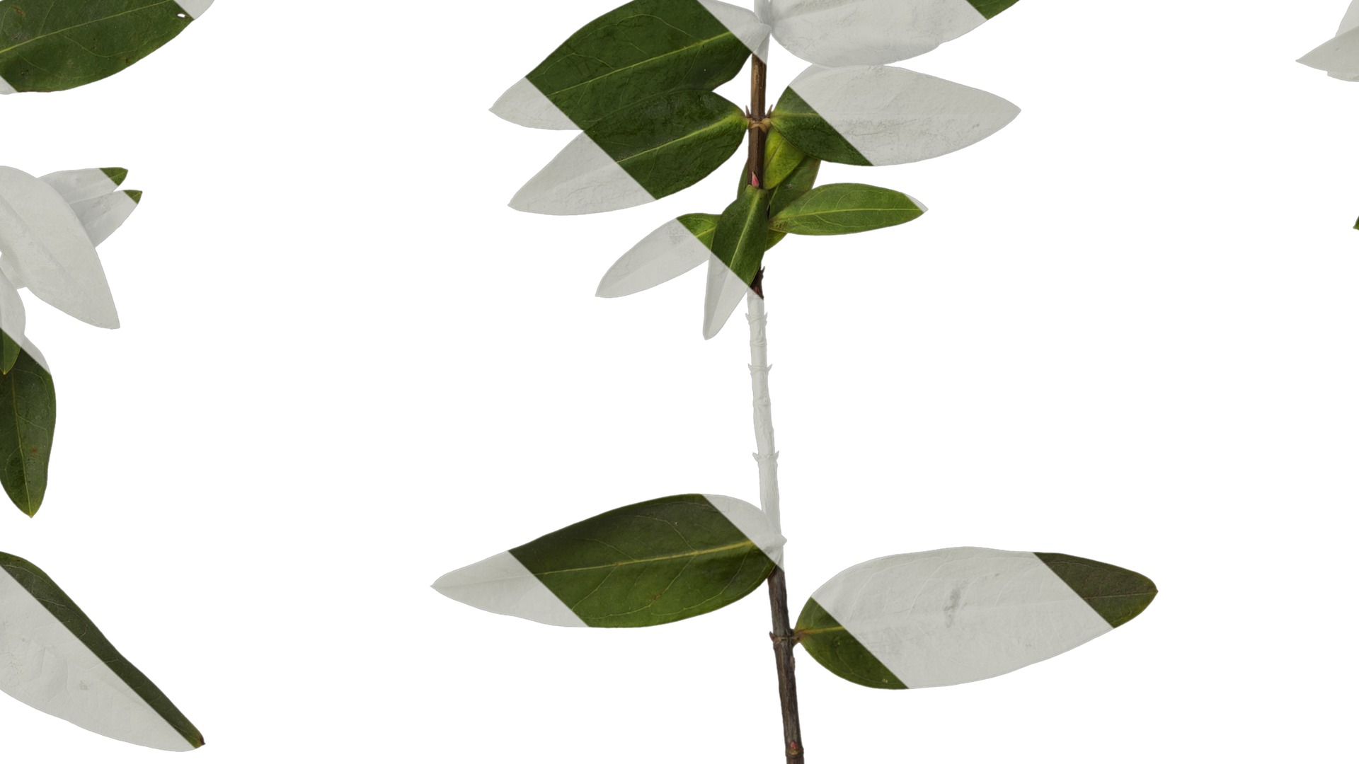 Anydrafts Hypericum patulum Atlas 10 Texture_7