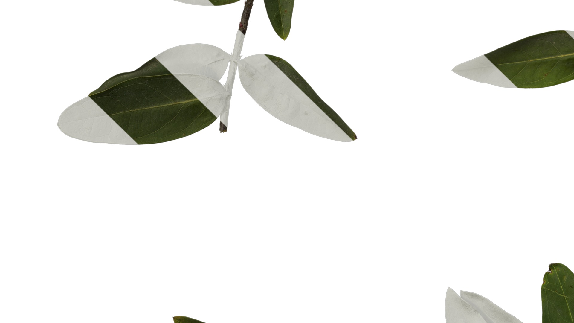 Anydrafts Hypericum patulum Atlas 10 Texture_5