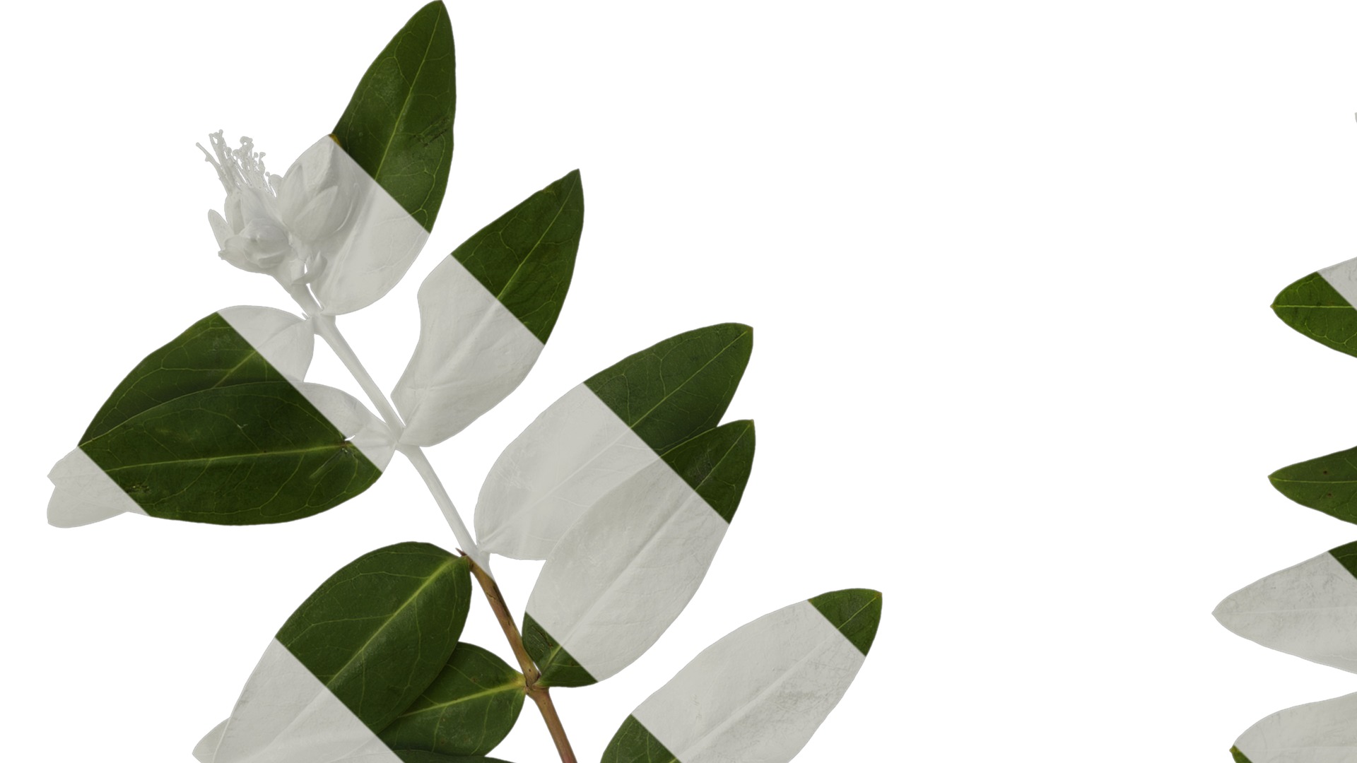 Anydrafts Hypericum patulum Atlas 10 Texture_1