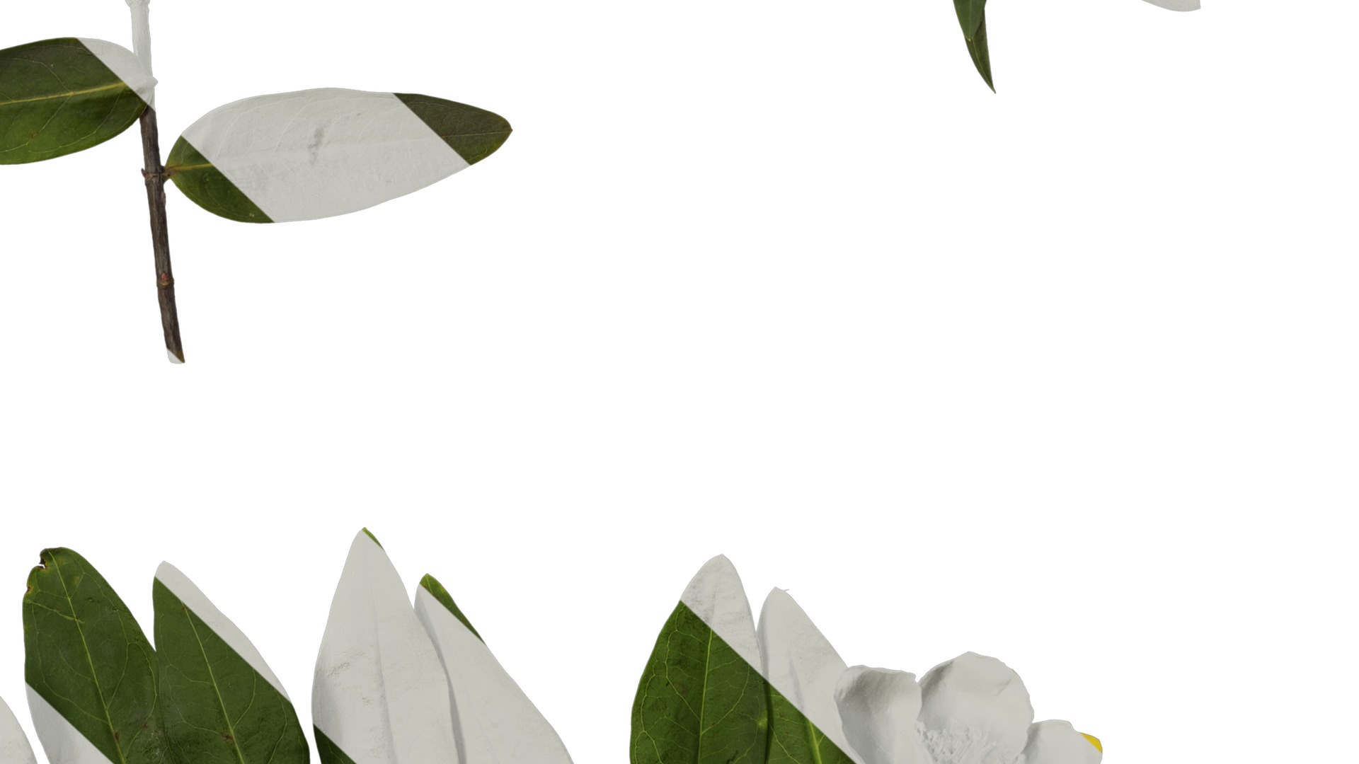 Anydrafts Hypericum patulum Atlas 10 Texture_6