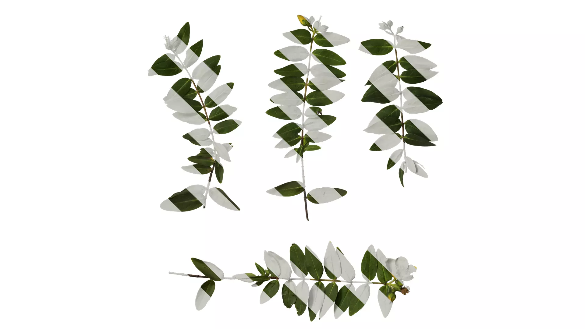 Anydrafts Hypericum patulum Atlas 10 Texture_0