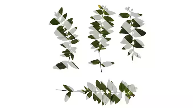 Anydrafts Hypericum patulum Atlas 10