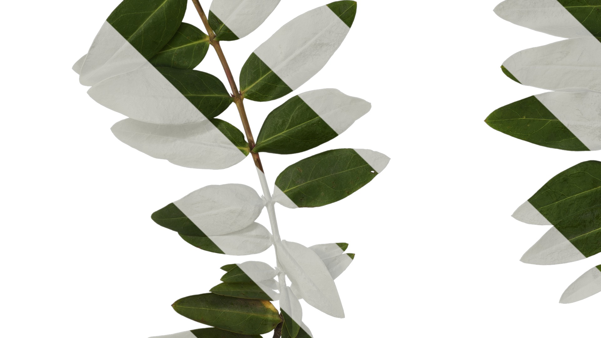 Anydrafts Hypericum patulum Atlas 10 Texture_3