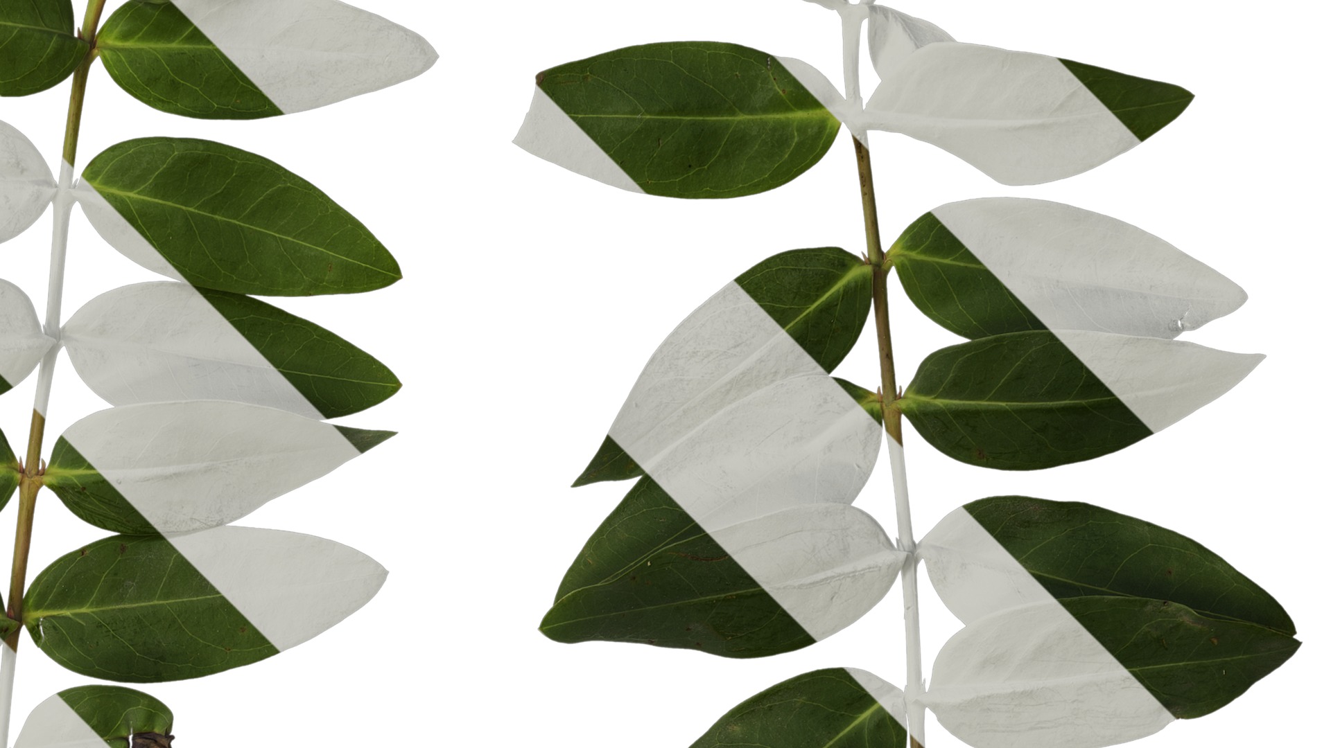 Anydrafts Hypericum patulum Atlas 10 Texture_2