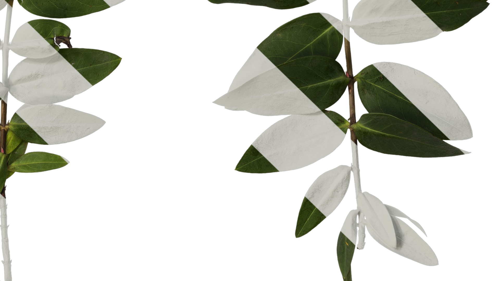 Anydrafts Hypericum patulum Atlas 10 Texture_4