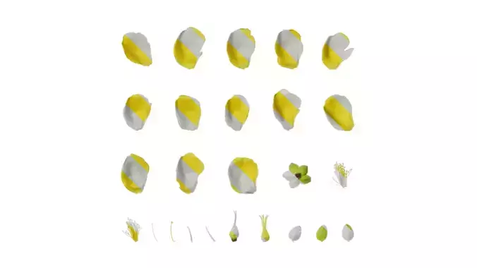 Anydrafts Hypericum patulum Flower 03