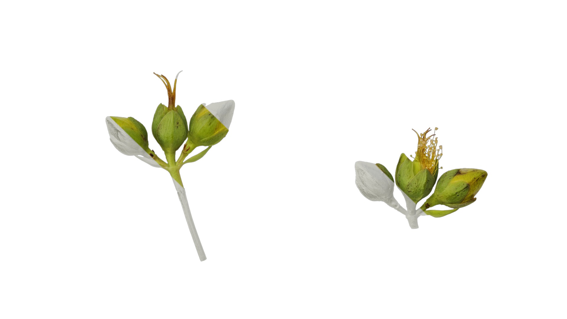 Anydrafts Hypericum patulum Flower 04 Texture_5