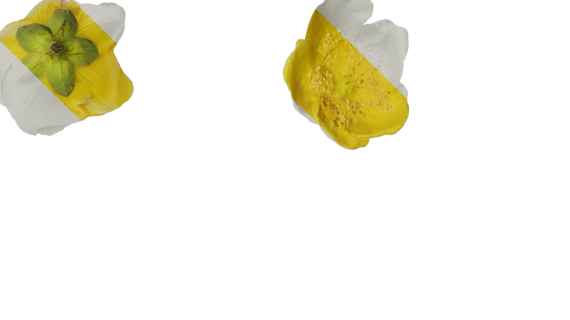 Anydrafts Hypericum patulum Flower 04 Texture_2