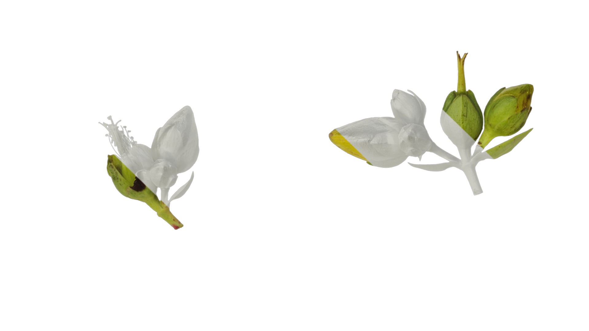 Anydrafts Hypericum patulum Flower 04 Texture_1