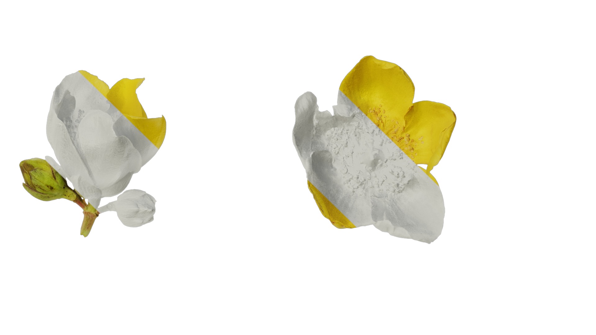 Anydrafts Hypericum patulum Flower 04 Texture_4