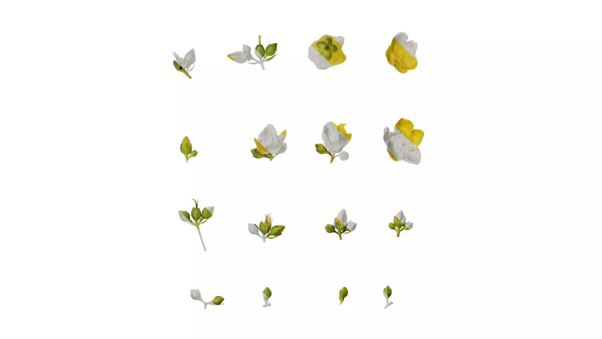 Anydrafts Hypericum patulum Flower 04 Texture_0