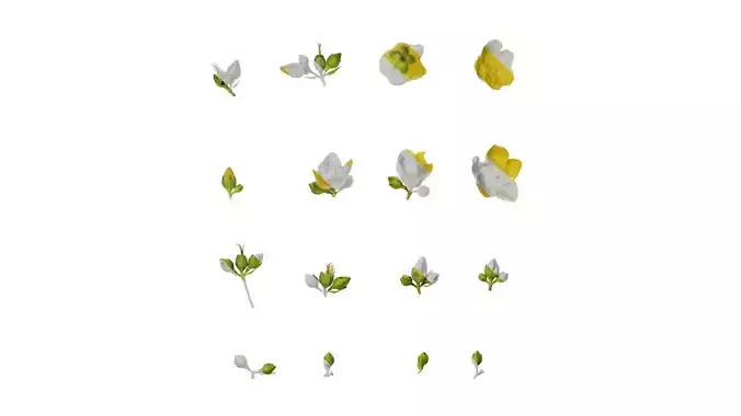 Anydrafts Hypericum patulum Flower 04