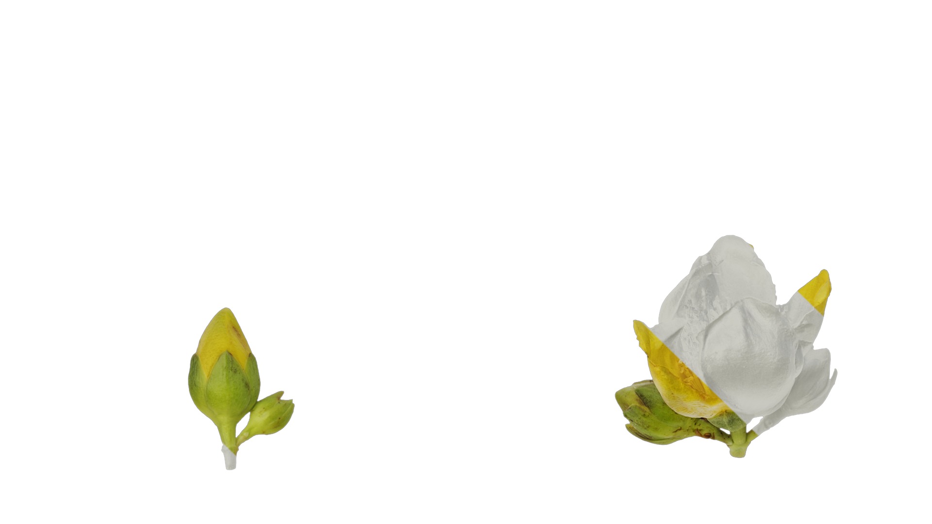 Anydrafts Hypericum patulum Flower 04 Texture_3