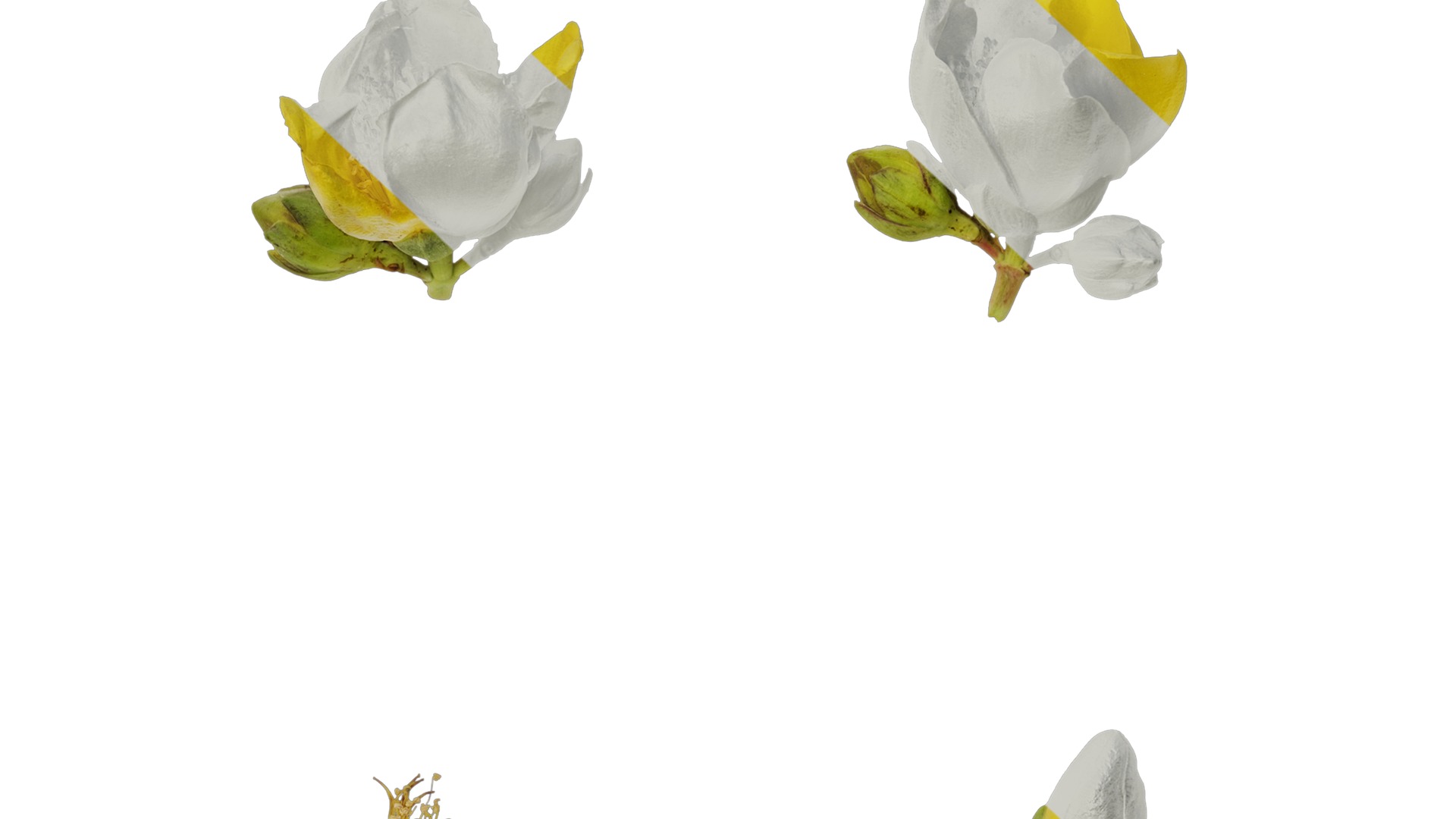 Anydrafts Hypericum patulum Flower 04 Texture_7