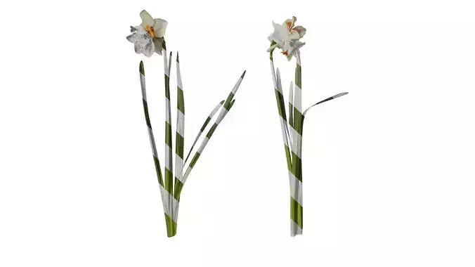 Anydrafts Narcissus pseudonarcissus Atlas 01