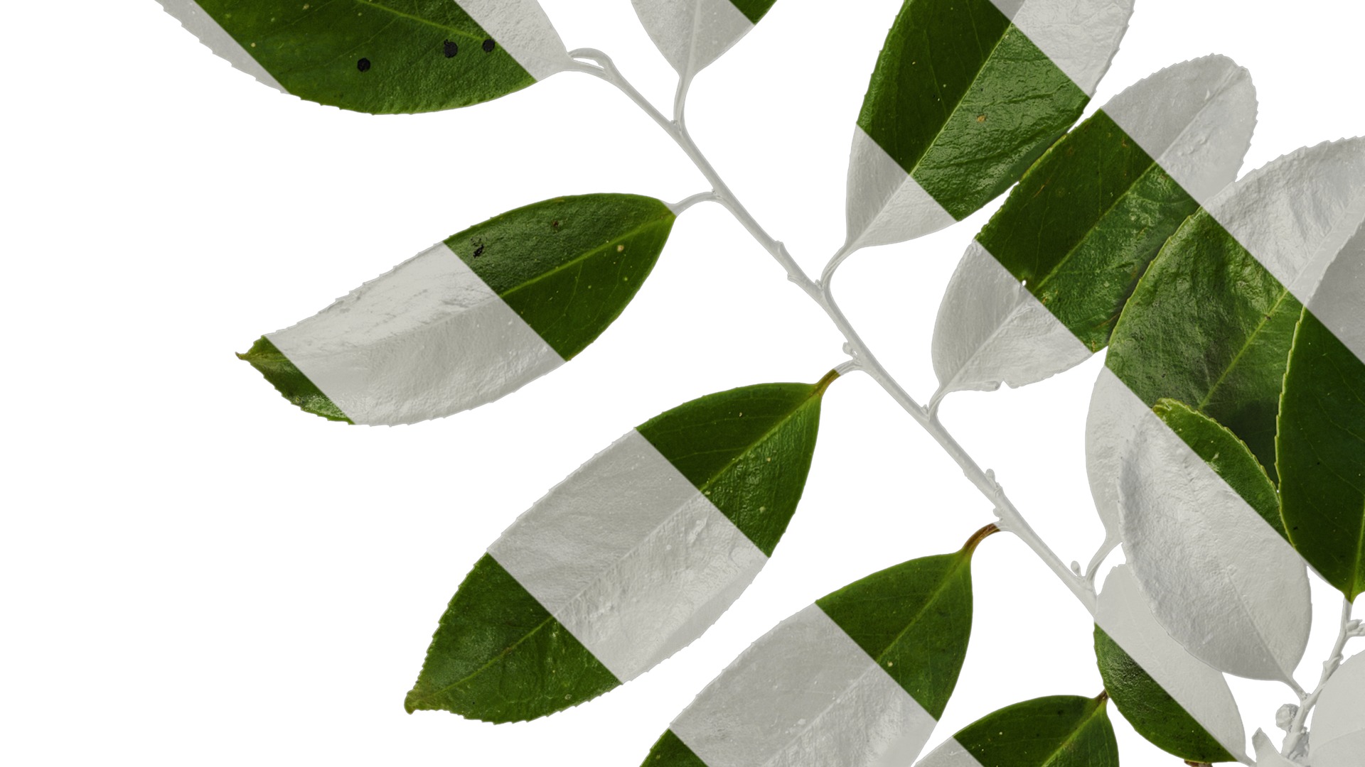 Anydrafts Ilex chinensis Atlas 05 Texture_3