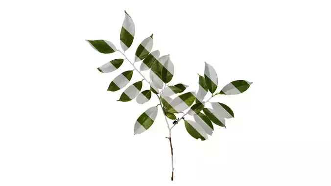 Anydrafts Ilex chinensis Atlas 05