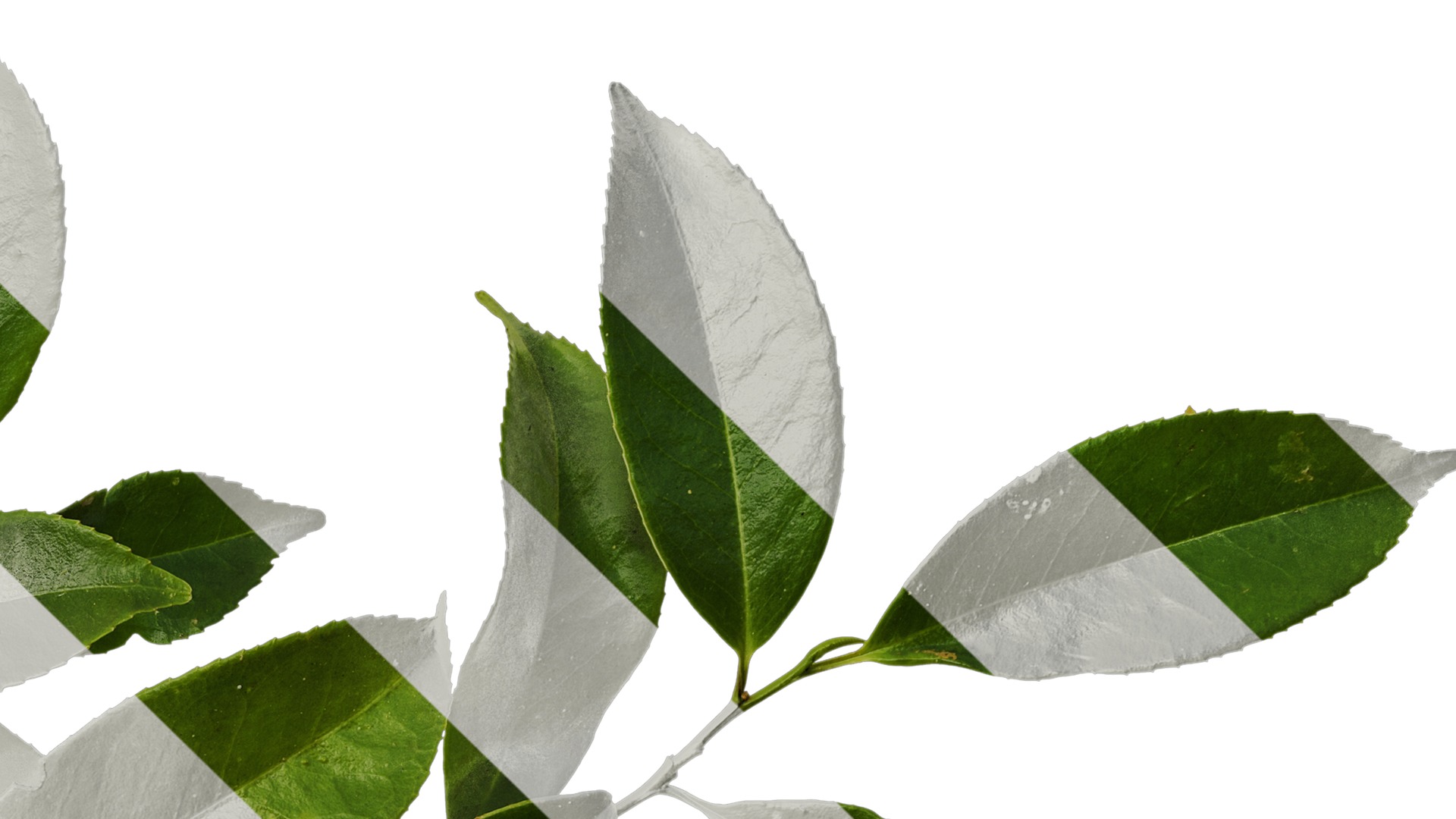 Anydrafts Ilex chinensis Atlas 05 Texture_4