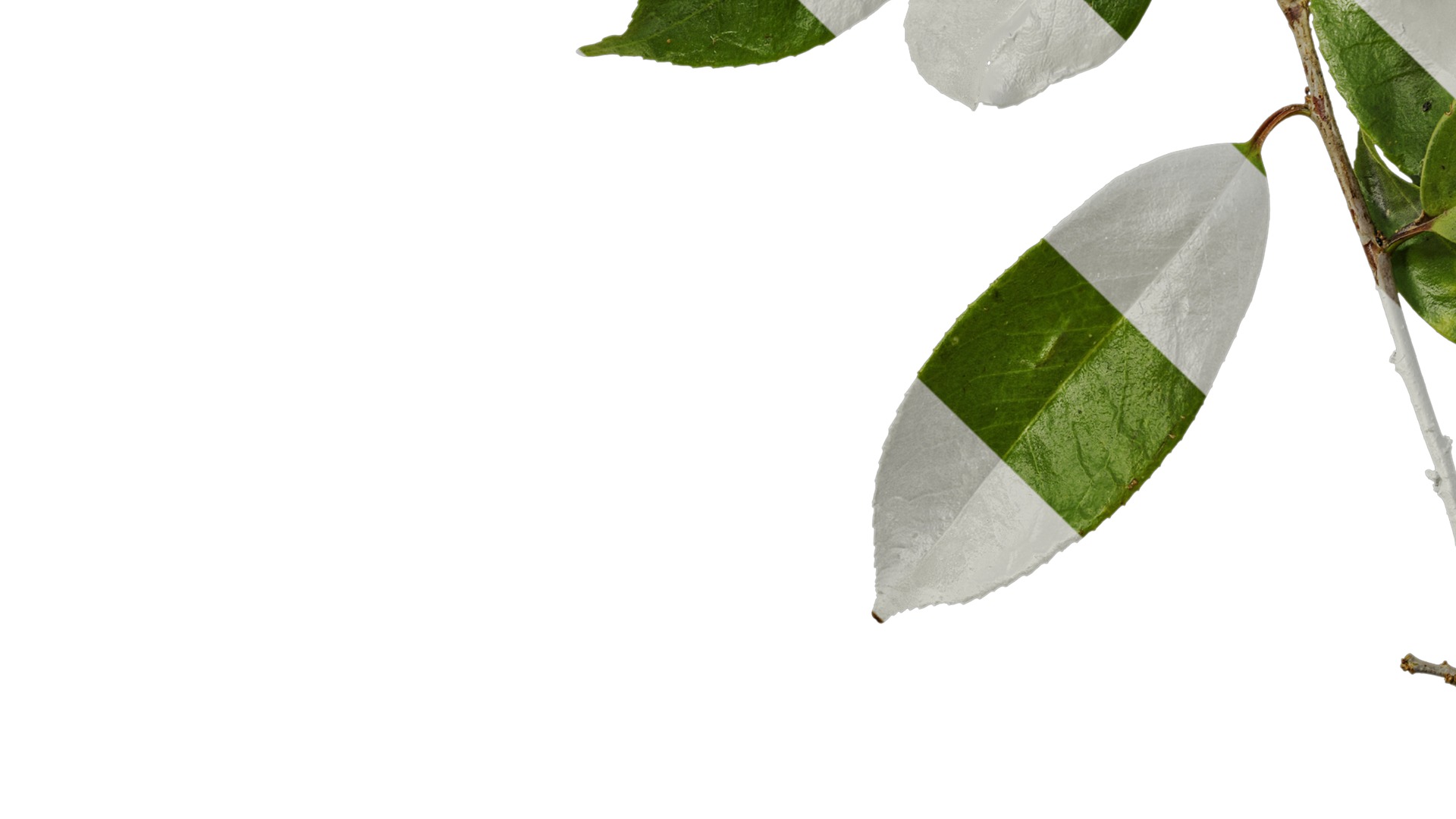 Anydrafts Ilex chinensis Atlas 05 Texture_5