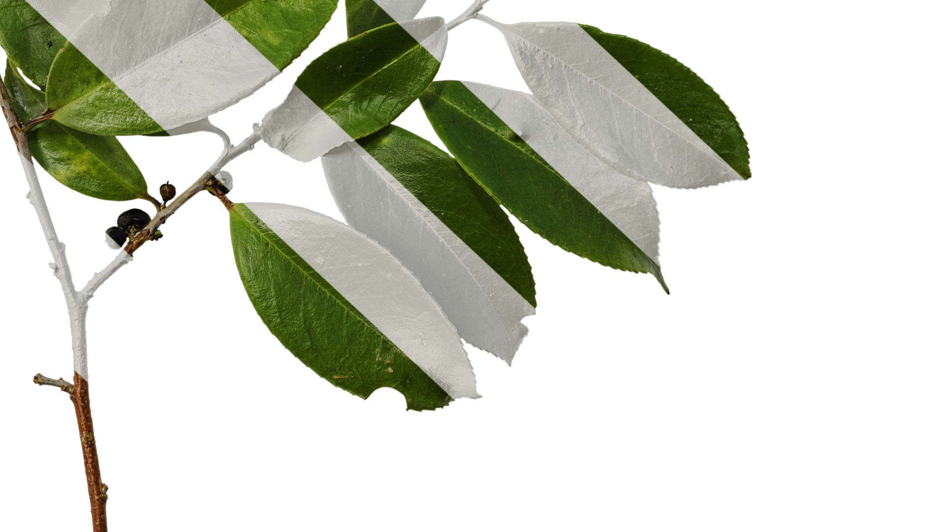 Anydrafts Ilex chinensis Atlas 05 Texture_6